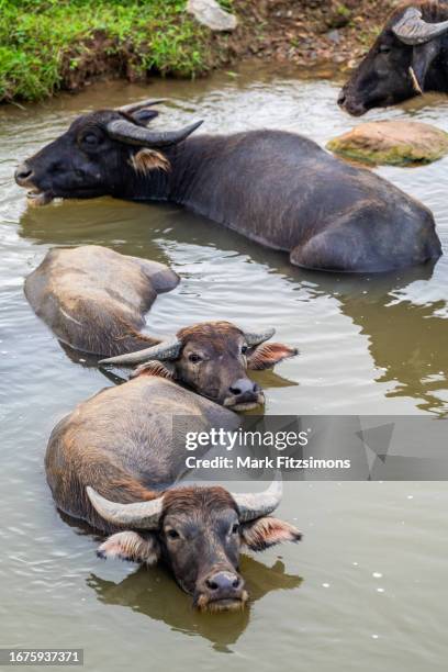 water buffalo, south east asia - working animal stock pictures, royalty-free photos & images