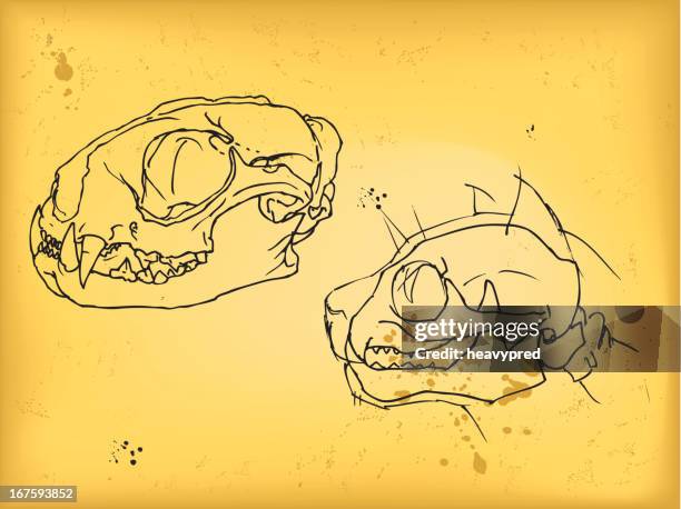 cat skull drawing - anatomy drawing reference stock illustrations