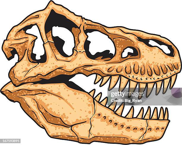 t-rex totenkopf - tyrannosaurus rex stock-grafiken, -clipart, -cartoons und -symbole