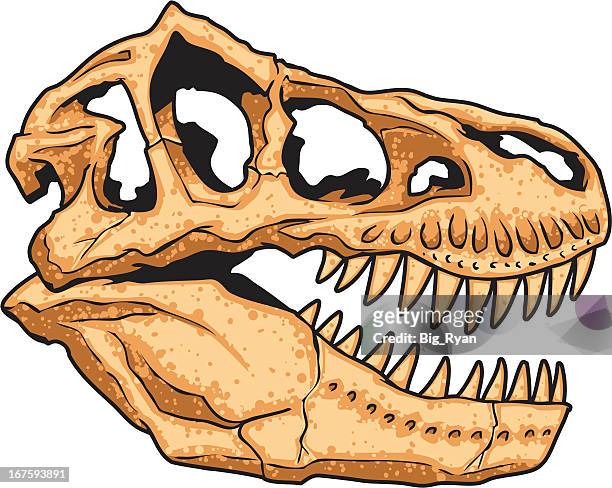  Gráficos y Vectoriales de Dinosaur Skull Fossil