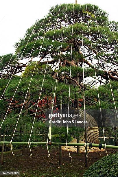 Japanese Tree Relocation 321 Japanese Tree Wrapping Stock Photos, High-Res Pictures, and Images ...