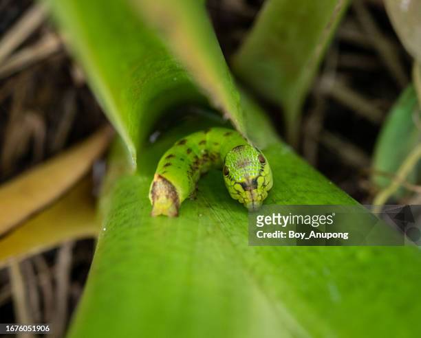 caterpillar mimics snake head living on a plant. their fake eyes or pretend horns, these snake-mimic caterpillars are able to ward off many a predator. - moth stock pictures, royalty-free photos & images