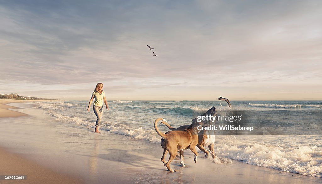 Mature woman walking two dogs seaside sunset