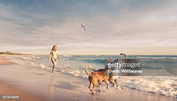 mature woman walking two dogs seaside sunset - canine stock pictures, royalty-free photos & images