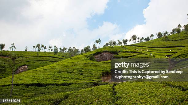 ooty tea garden - ooty stock pictures, royalty-free photos & images