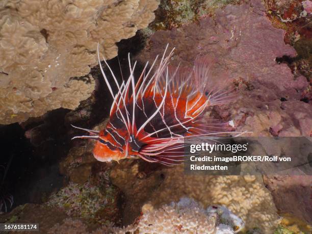 ray firefish (pterois radiata), elphinstone reef dive site, egypt, red sea - pterois radiata stock illustrations