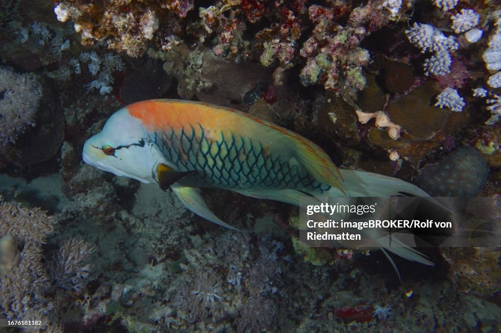 Sling-jaw wrasse (Epibulus insidiator), House reef dive site, Mangrove Bay, El Quesir, Egypt, Red Sea