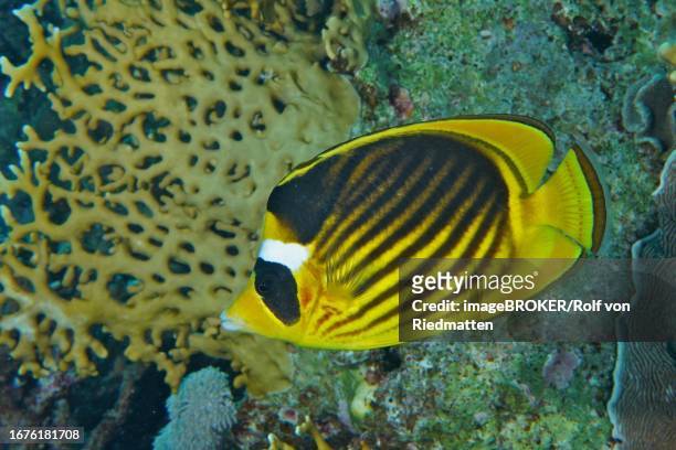 diagonal butterflyfish (chaetodon fasciatus), dive site small gifton reef, hurghada, egypt, red sea - school of fish stock illustrations