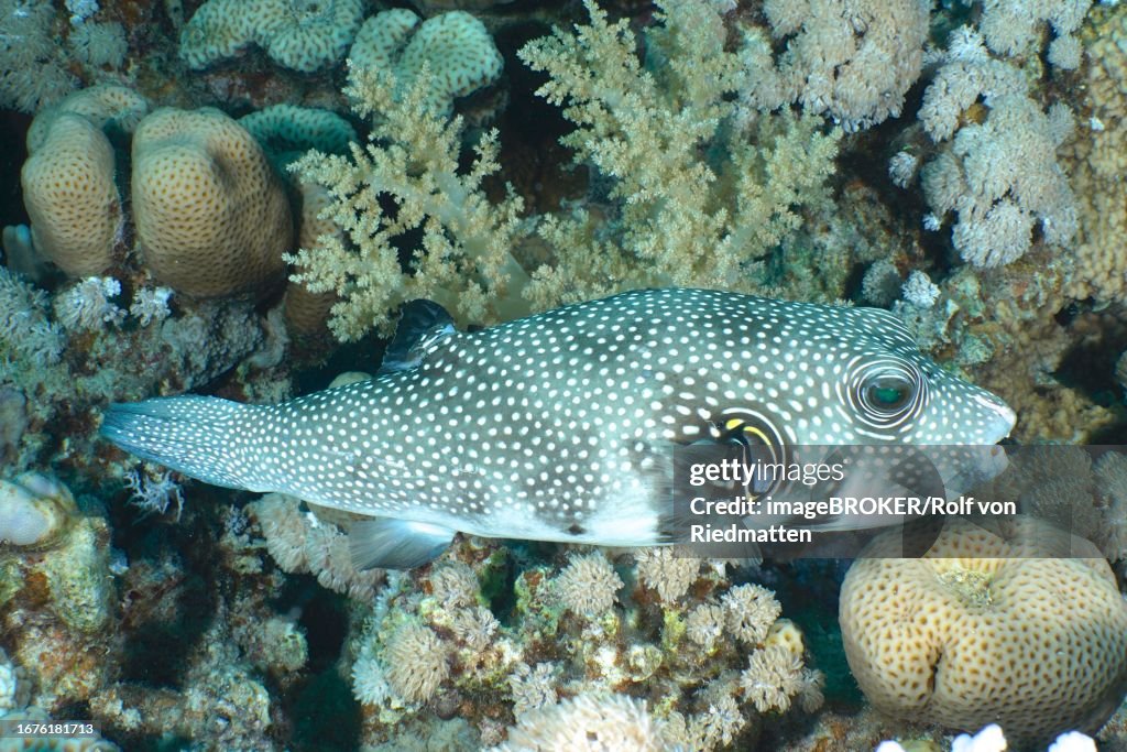 White-spotted puffer (Arothron Hispidus), House reef dive site, Mangrove Bay, El Quesir, Egypt, Red Sea