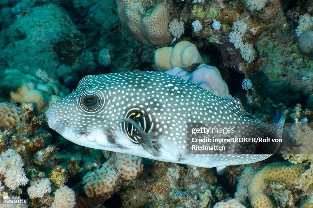 White-spotted puffer (Arothron Hispidus), House reef dive site, Mangrove Bay, El Quesir, Egypt, Red Sea