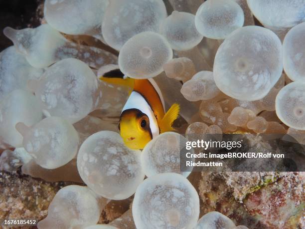 juvenile red sea clownfish (amphiprion bicinctus) in its bubble-tip anemone (entacmaea quadricolor), dive site house reef, mangrove bay, el quesir, egypt, red sea - entacmaea quadricolor stock illustrations