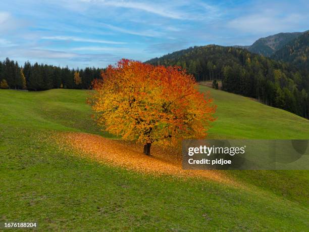 un albero autunnale sul campo al tramonto - single tree foto e immagini stock