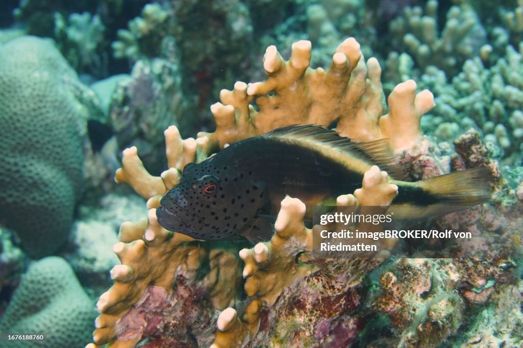 Black-sided hawkfish (Paracirrhites forsteri), House Reef dive site, Mangrove Bay, El Quesir, Egypt, Red Sea