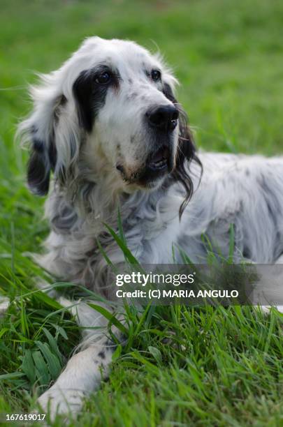 setter inglés - inglés stock pictures, royalty-free photos & images