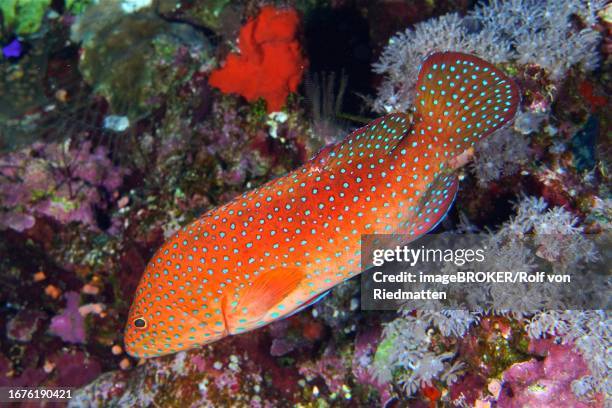 jewel grouper (cephalopholis oligosticta), daedalus reef dive site, egypt, red sea - grouper stock illustrations