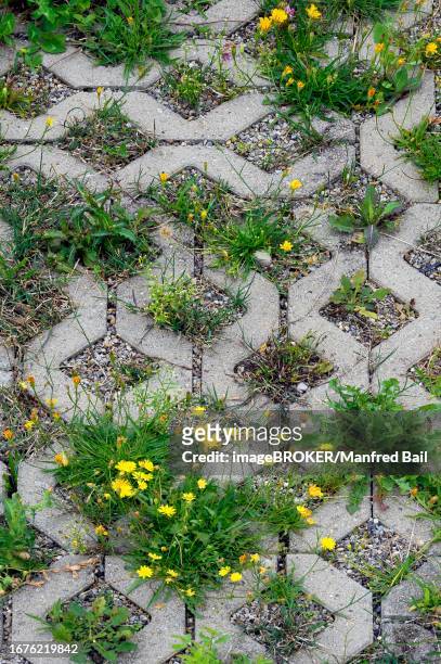 paving with culvert for nature, rough hawkbit (leontodon hispidus), also called rough or rauher dandelion, kempten, allgaeu, bavaria, germany - leontodon stock pictures, royalty-free photos & images