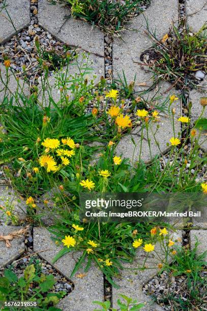 paving with culvert for nature, rough hawkbit (leontodon hispidus), also called rough or rauher dandelion, kempten, allgaeu, bavaria, germany - leontodon stock pictures, royalty-free photos & images