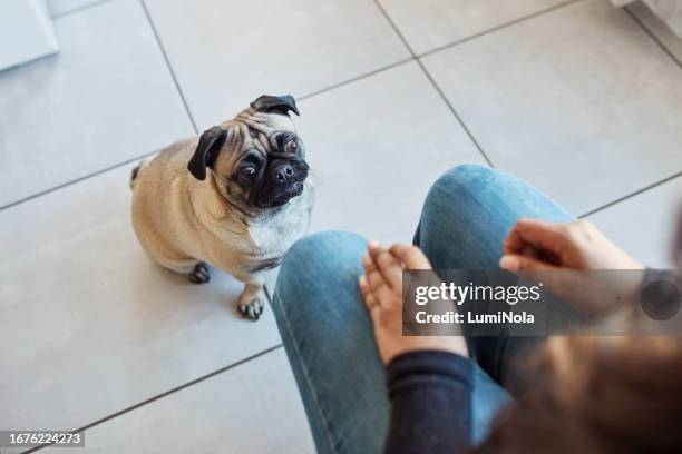 hund, person und sitzen in einem haus mit mops, wartendem und entspannendem haustier auf dem boden der lounge. welpe, bettelnd und ruhig in einem haus mit kleintier und händen, die ein hundeleckerli und futter für das training halten - begging animal behavior stock-fotos und bilder