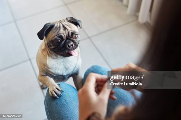 perro hambriento, persona y entrenamiento en un hogar con pug, esperando y relajando mascota en el piso del salón. cachorro, mendigando y tranquilo en una casa con animales pequeños y manos sosteniendo golosinas y comida con comando - toy dog fotografías e imágenes de stock