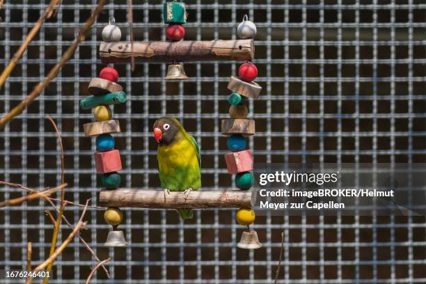 peach-faced lovebird (agapornis roseicollis) in an aviary in the municipal park of lahr, baden-wuerttemberg, germany - rosy faced lovebird stock pictures, royalty-free photos & images