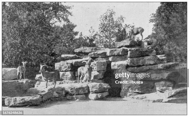 antique image from british magazine: waddesdon manor park with mountain sheep - bighorn sheep stock illustrations
