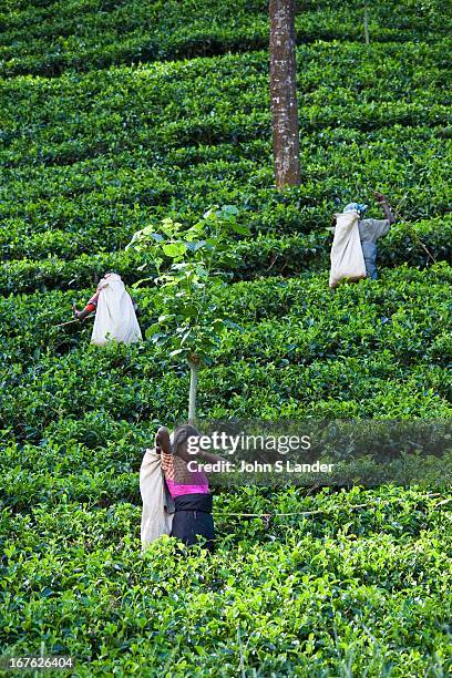 Tea pickers in the Nuwara Eliya region of Sri Lanka, otherwise known as "Hill Tea Country" Numerous tea estates, such as Pedro, St. Claire and Blue...