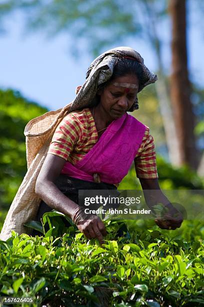 Tea pickers in the Nuwara Eliya region of Sri Lanka, otherwise known as "Hill Tea Country" Numerous tea estates, such as Pedro, St. Claire and Blue...