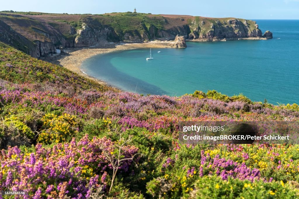Blooming heath landscape at Cap Frehel, Plevenon, Brittany, France