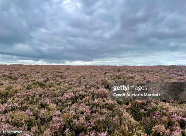 spot the dog! a cute dog is hiding in the purple heather. - dog looking at camera stock pictures, royalty-free photos & images