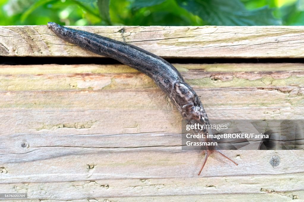 Great grey slug (Limax maximus), on raised bed in garden, Velbert, North Rhine-Westphalia, Germany