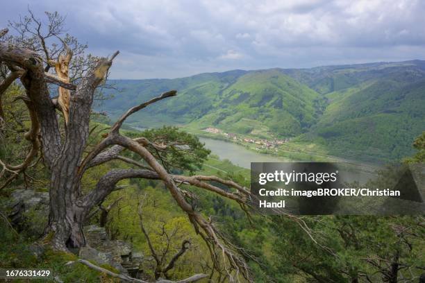 partially storm-damaged pine tree and in the background the village of schwallenbach on the danube, view from the red wall, rossatz-arnsdorf, lower austria, austria - rossatz stock pictures, royalty-free photos & images
