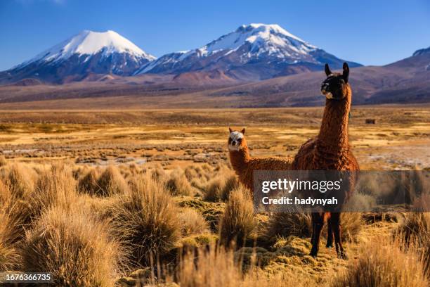 lama gegen vulkan parinacota auf dem bolivianischen altiplano - bolivia stock-fotos und bilder