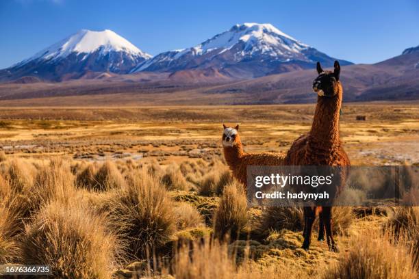 lama contre le volcan parinacota sur l’altiplano bolivien - bolivia photos et images de collection