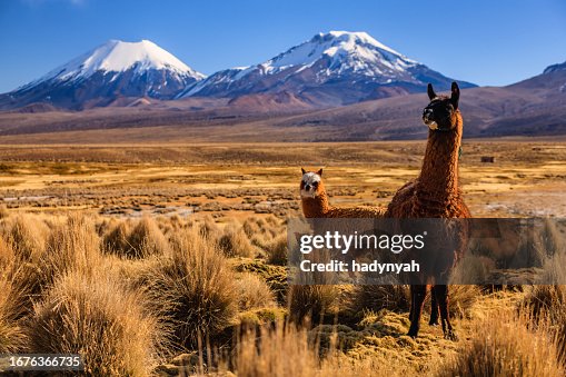 Llama against Parinacota volcano on the bolivian altiplano Llama against Parinacota volcano on the bolivian altiplano