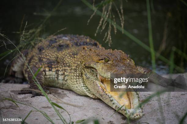 Morelet's crocodile is seen outside his pond, at the 'House of Crocodiles' in Morelos, Mexico on August 30, 2023. Rocha keeps legally several native...