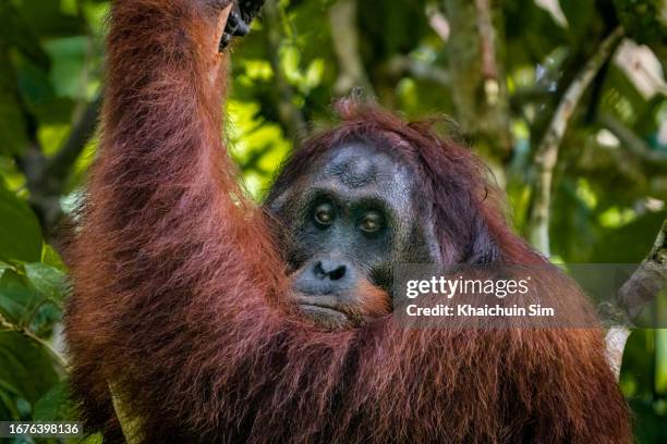 wild orang utan sitting on tree in rainforest. - kalimantan stock-fotos und bilder
