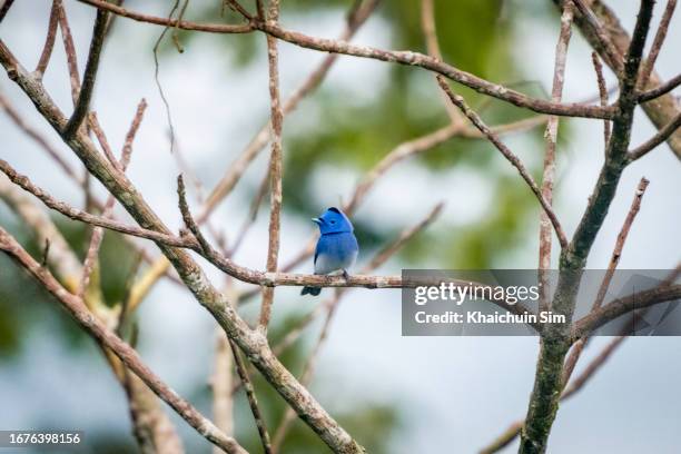 blue flycatcher - flycatcher stock pictures, royalty-free photos & images