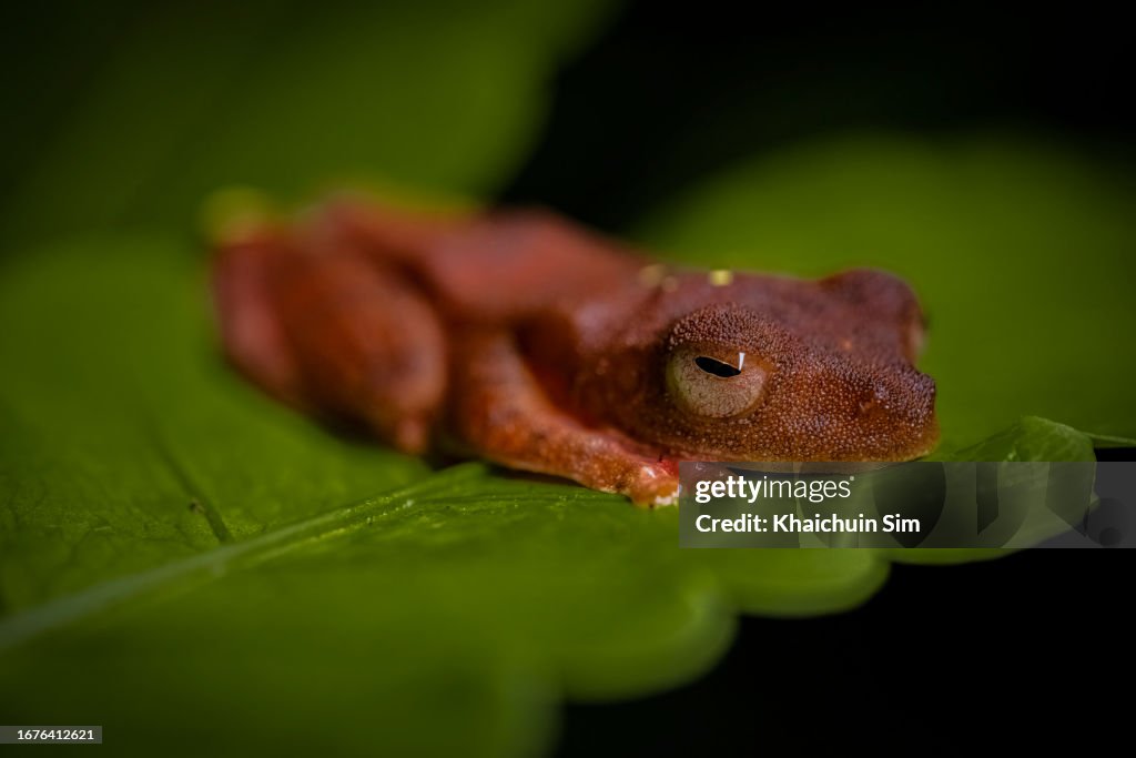 Harlequin Tree Frog