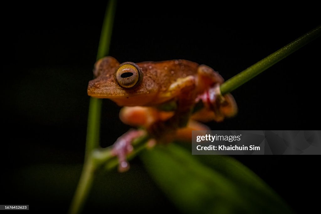 Harlequin Tree Frog