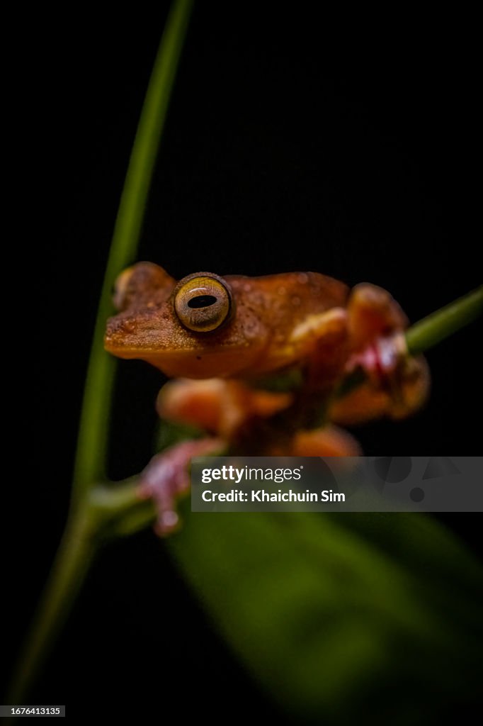 Harlequin Tree Frog