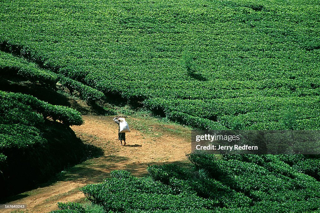 A tea picker hikes up a road through the tea plantations...