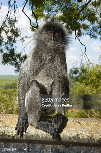 Portrait of a silvered leaf monkey in Bukit Malawati Park. The park started several hundred years ago as a sultan's fort overlooking the Straits of...