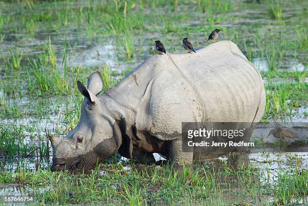Mynah birds perch atop a rare Great One-horned Rhinoceros as it feeds in a marsh in Kaziranga National Park. The rhino is an endangered species as...