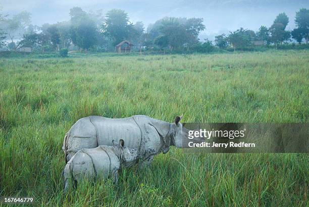 Mother and child Great One-horned Rhinoceros walk through a stand of two-meter-tall elephant grass in Kaziranga National Park. The rhino is an...
