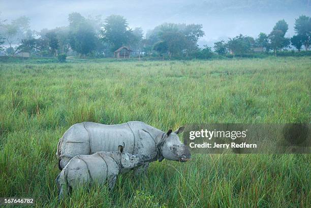 Mother and child Great One-horned Rhinoceros walk through a stand of two-meter-tall elephant grass in Kaziranga National Park. The rhino is an...