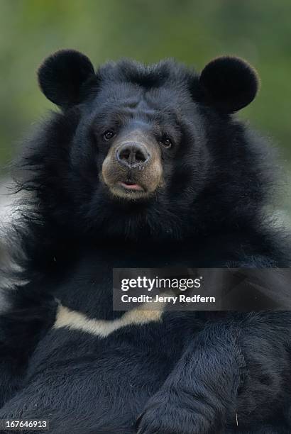 An Asian Black Bear resting at the Darjeeling Zoo. Formally known as the Padmaja Naidu Himalayan Zoological Park, the Darjeeling Zoo was opened in...