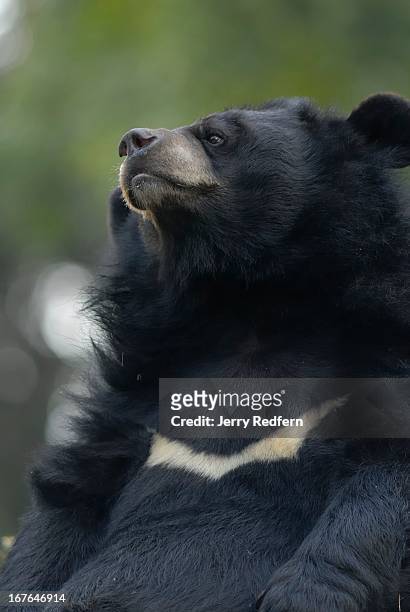 An Asian Black Bear resting at the Darjeeling Zoo. Formally known as the Padmaja Naidu Himalayan Zoological Park, the Darjeeling Zoo was opened in...