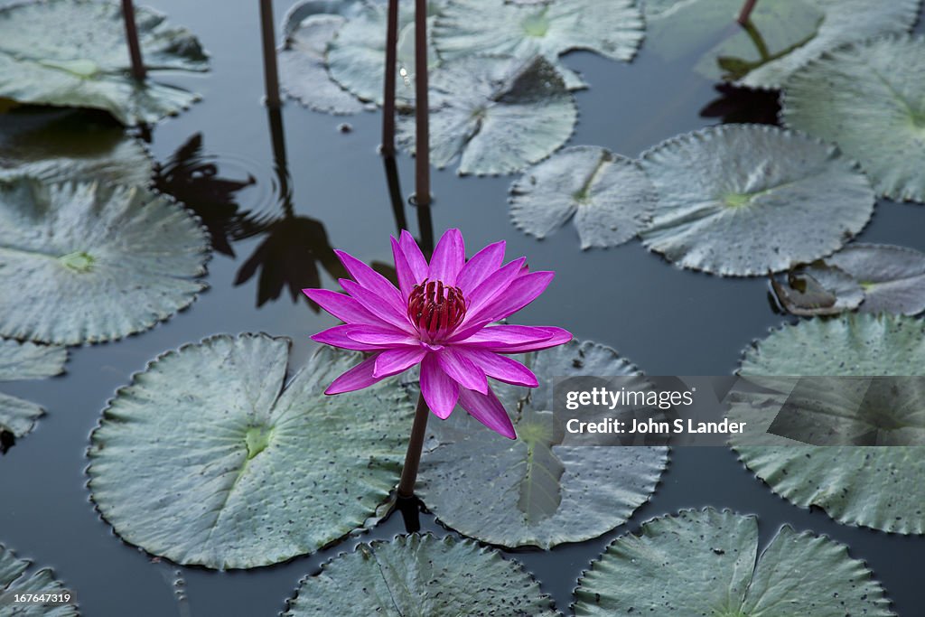 Nelumbo nucifera, known usually known as simply lotus, is a...
