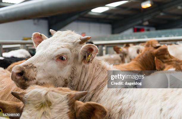 cattle market - slaughterhouse stock-fotos und bilder
