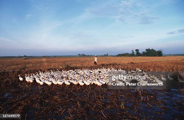 Ducks Clean Rice Paddy Farmers Use Ducks For Rice Farming Photos and Premium High Res Pictures ...